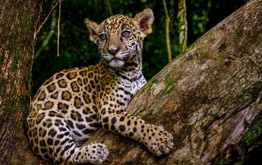 Endangered jaguar cub in Mexico