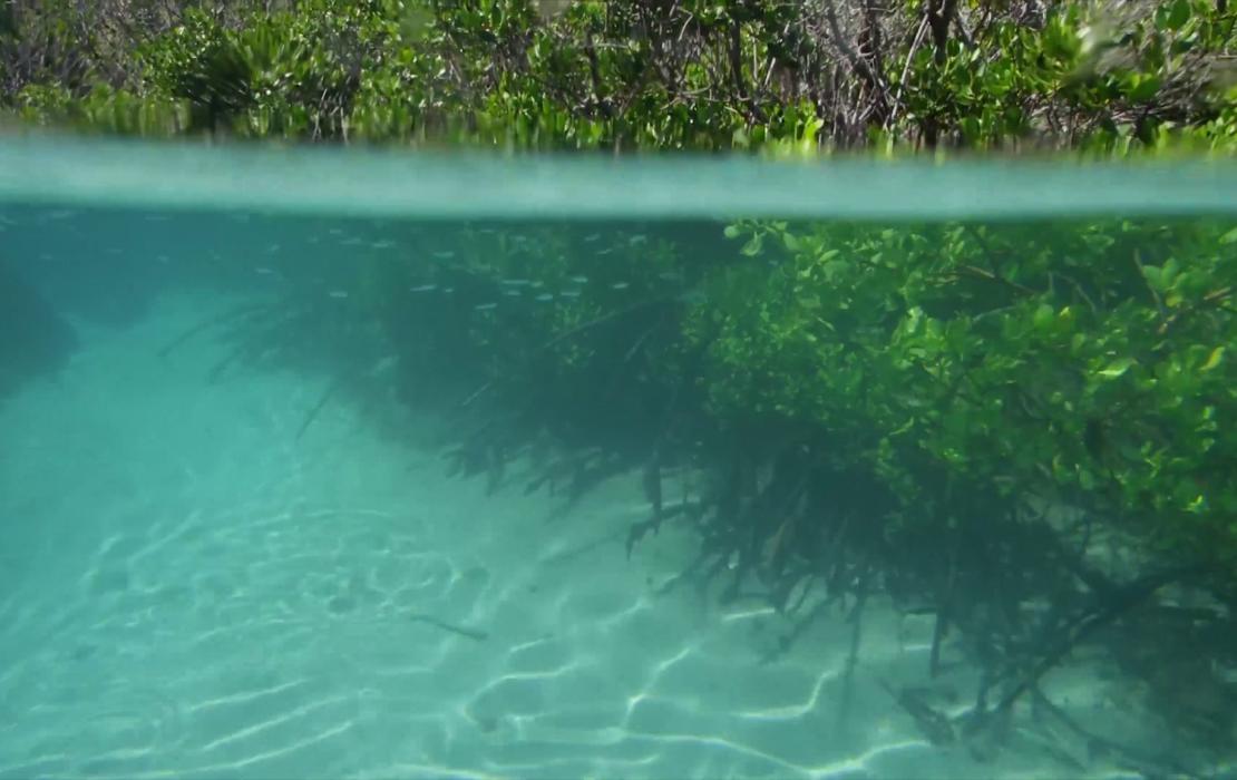 Underwater photograph of mangrove trees in clear waters