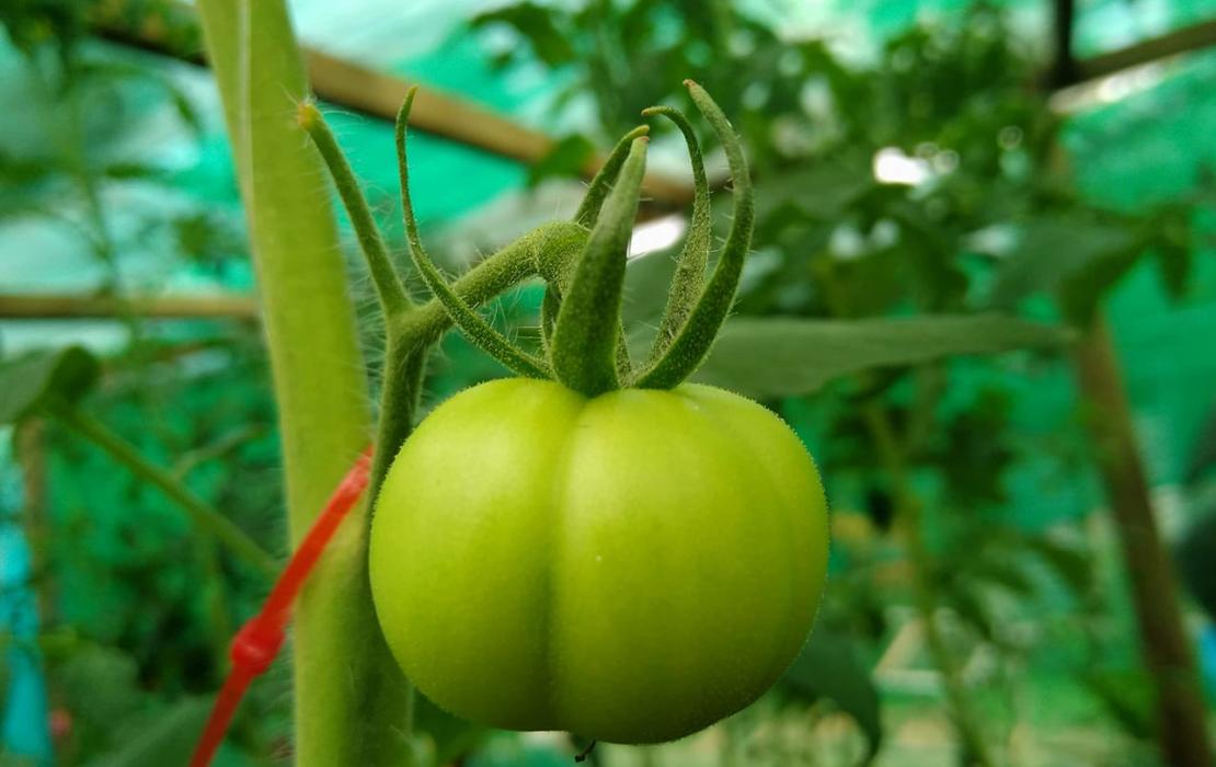 Green tomato hangs from a vine, almost ready to be picked.