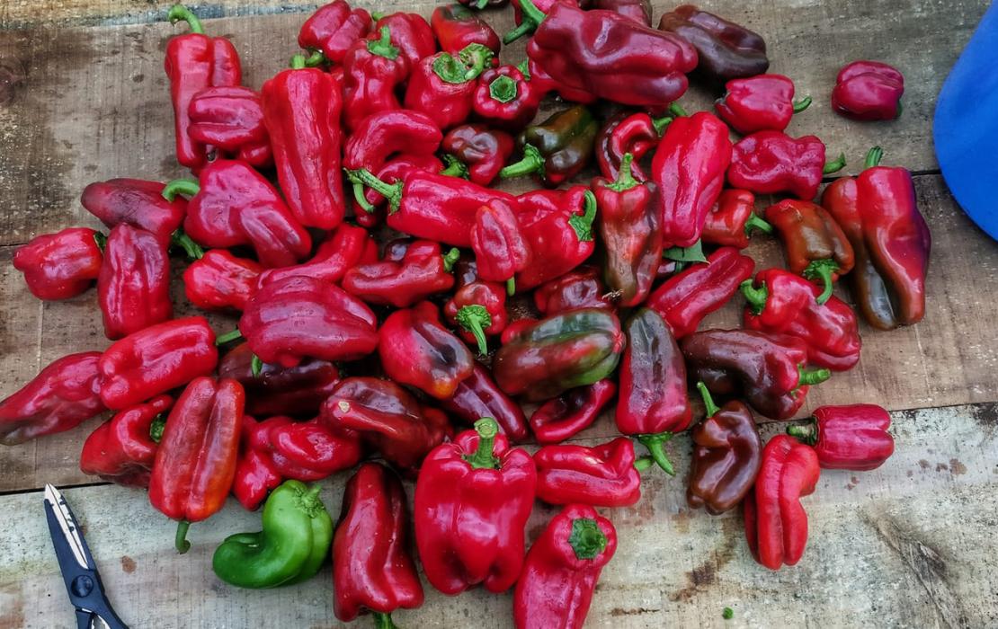A pile of freshly picked red peppers.