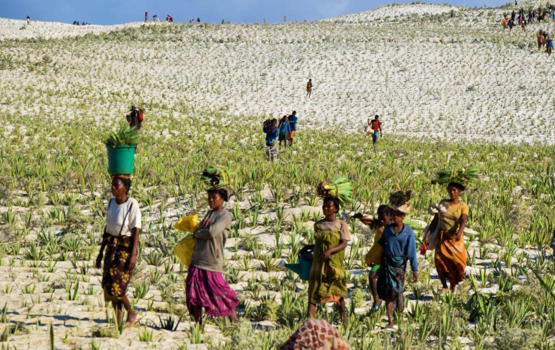 Women from Madagascar restoring sand dunes