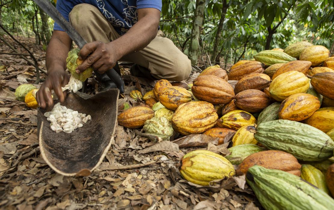Person harvesting cocoa fruits in the Dominican Republic