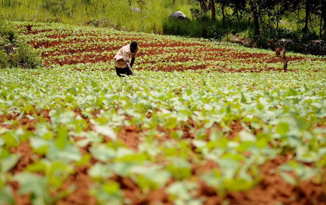 Un agriculteur en Zambie