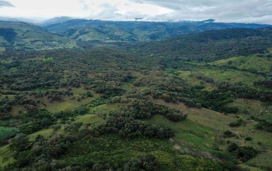 Honduras coffee plantation landscape
