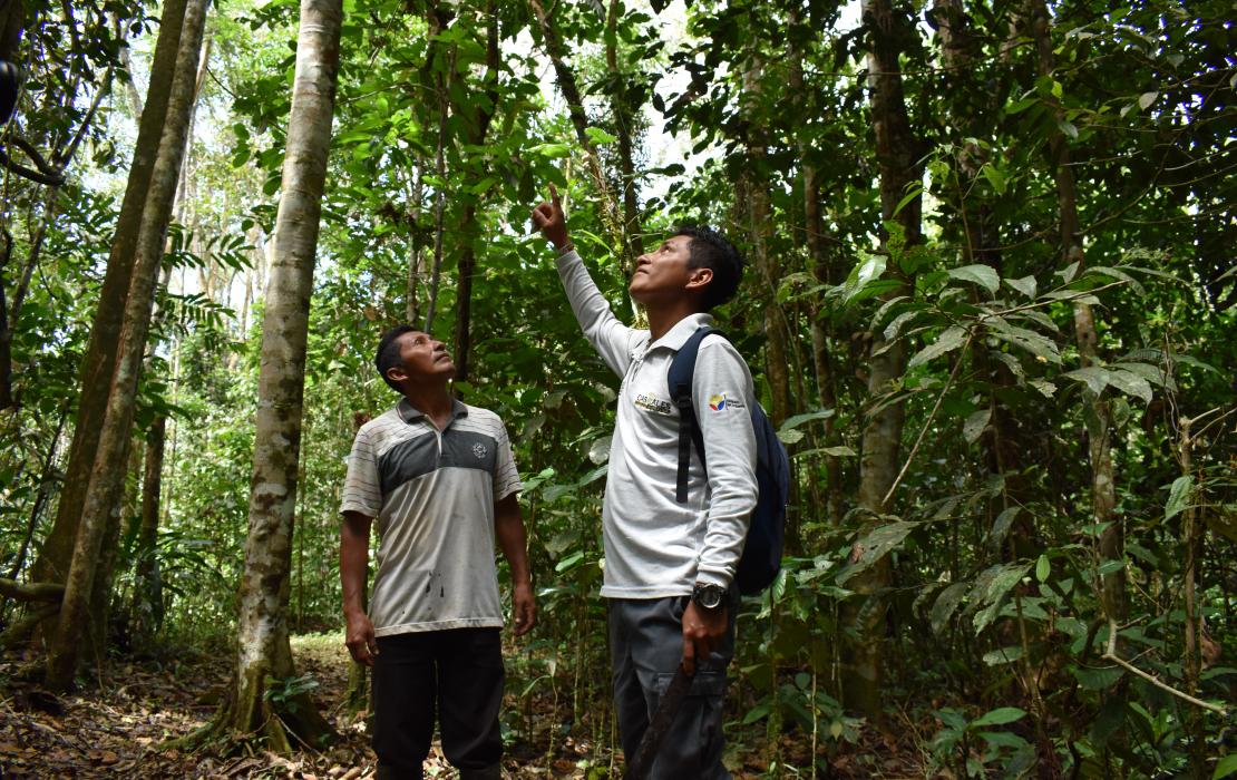 Dos personas monitorean un bosque en Ecuador