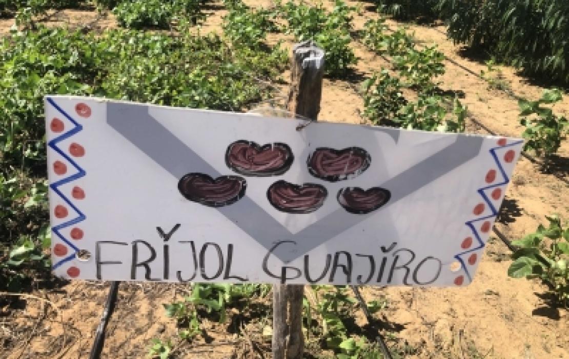 Guajiro beans in Colombia