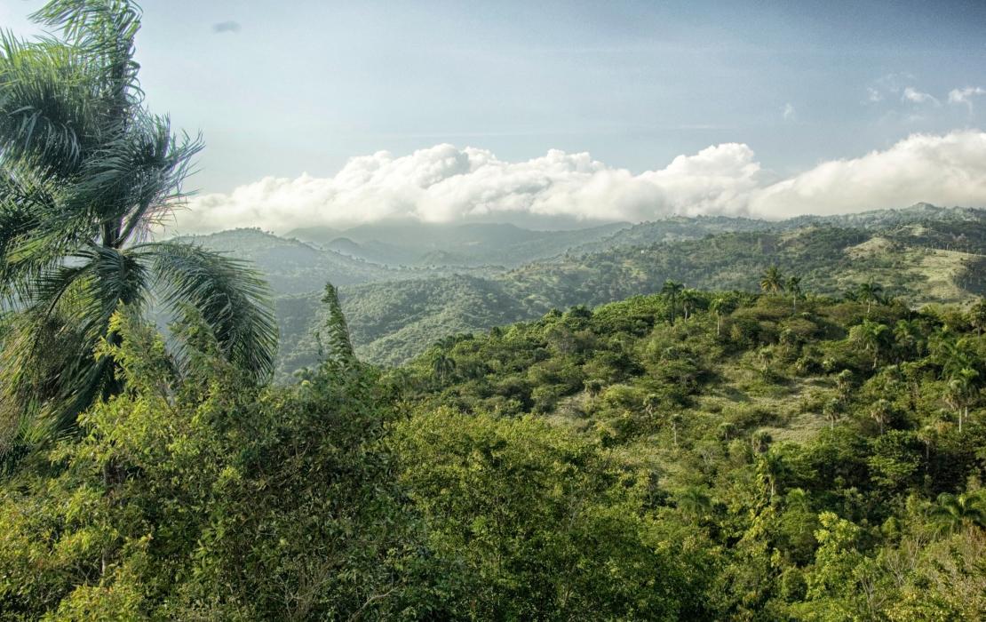 Bosque en República Dominicana