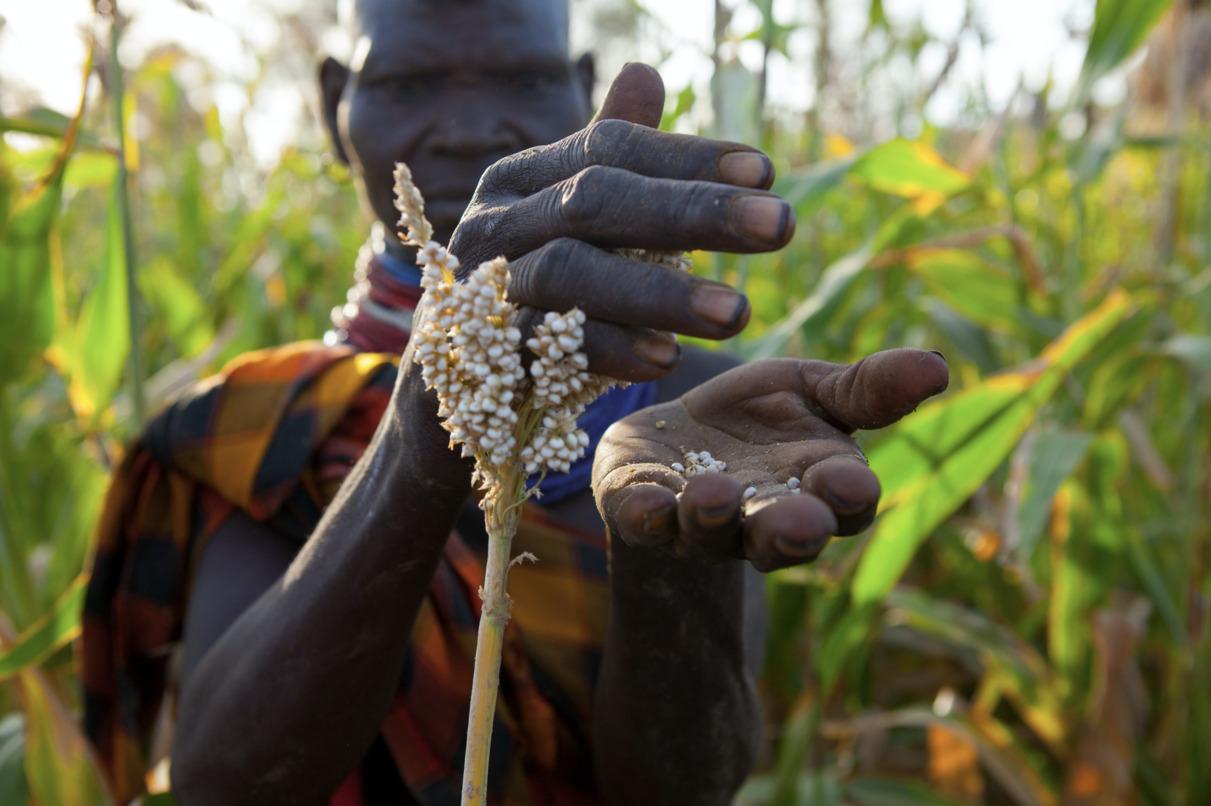 A woman farmer from Kenya inspecting sorghum in Turkana county