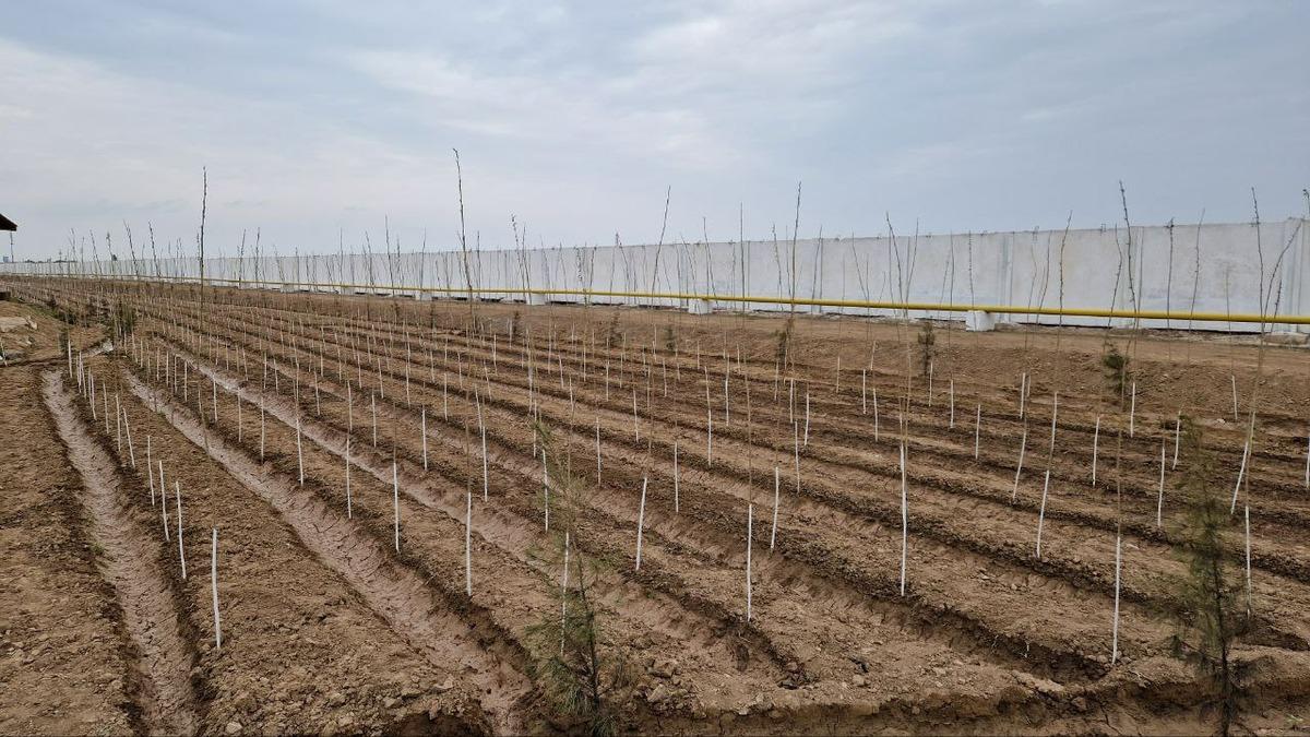 Tree planting in the Kasbi district of the Kashkadarya region 
