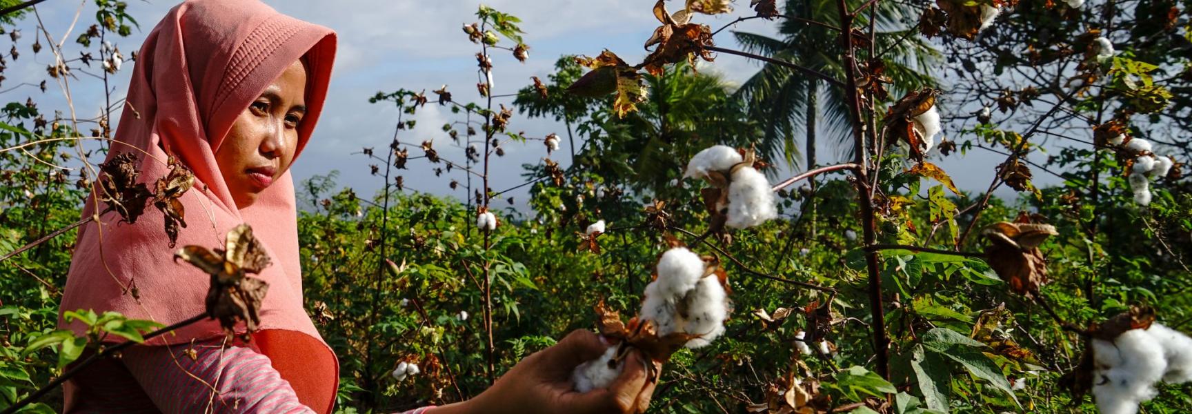 Woman picking cotton