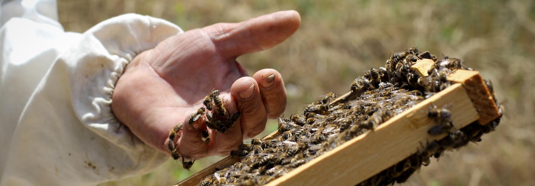 Apicultor con abejas en Azerbaiyán