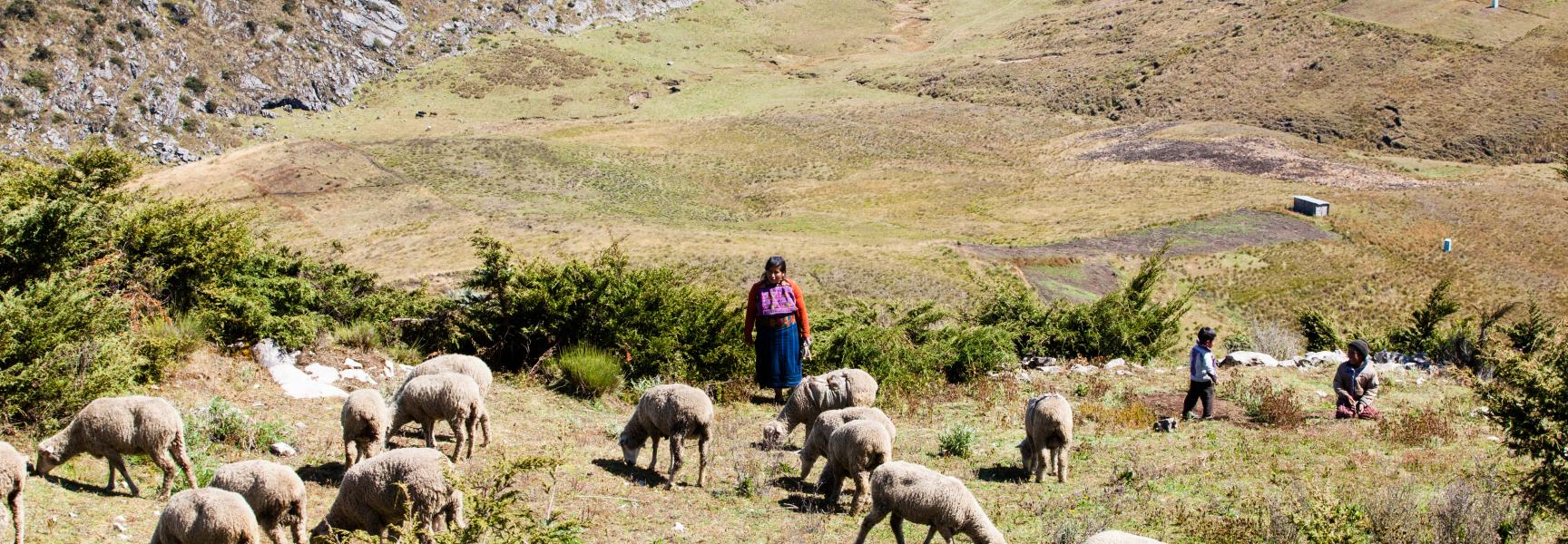 Mujer rural cuidando un rebaño de ovejas en Guatemala