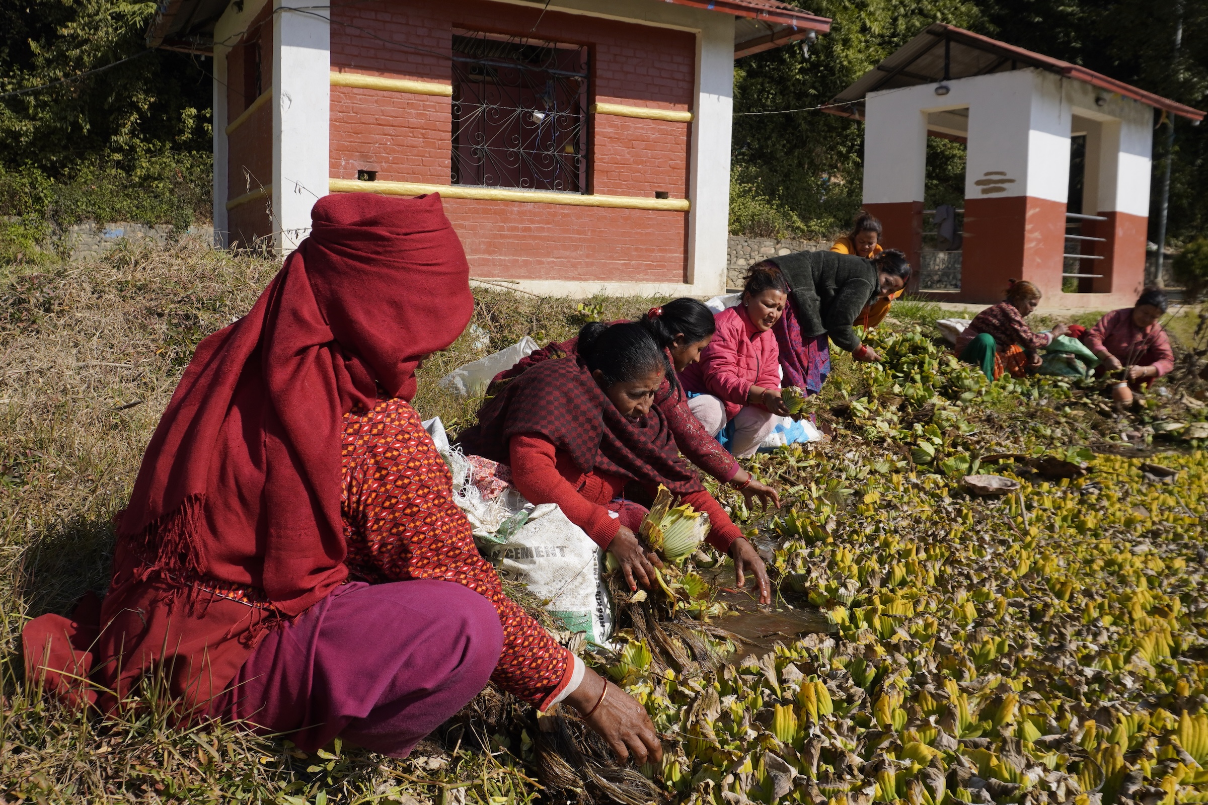 Community members gathering water lettuce as an ingredient for biopesticide.