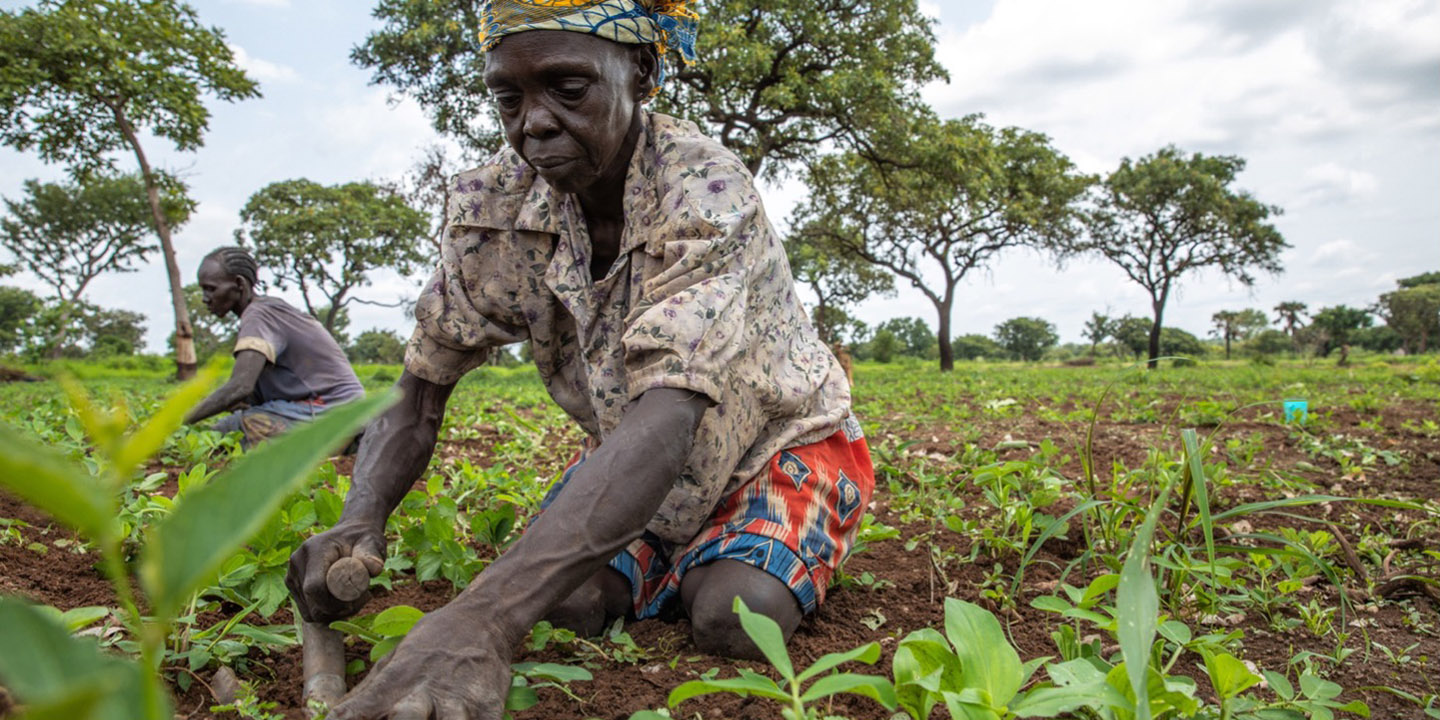 Small scale farmer in South Sudan kneels to pull weeds growing among her crops.