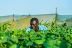 Un jeune Sénégalais travaillant dans une ferme