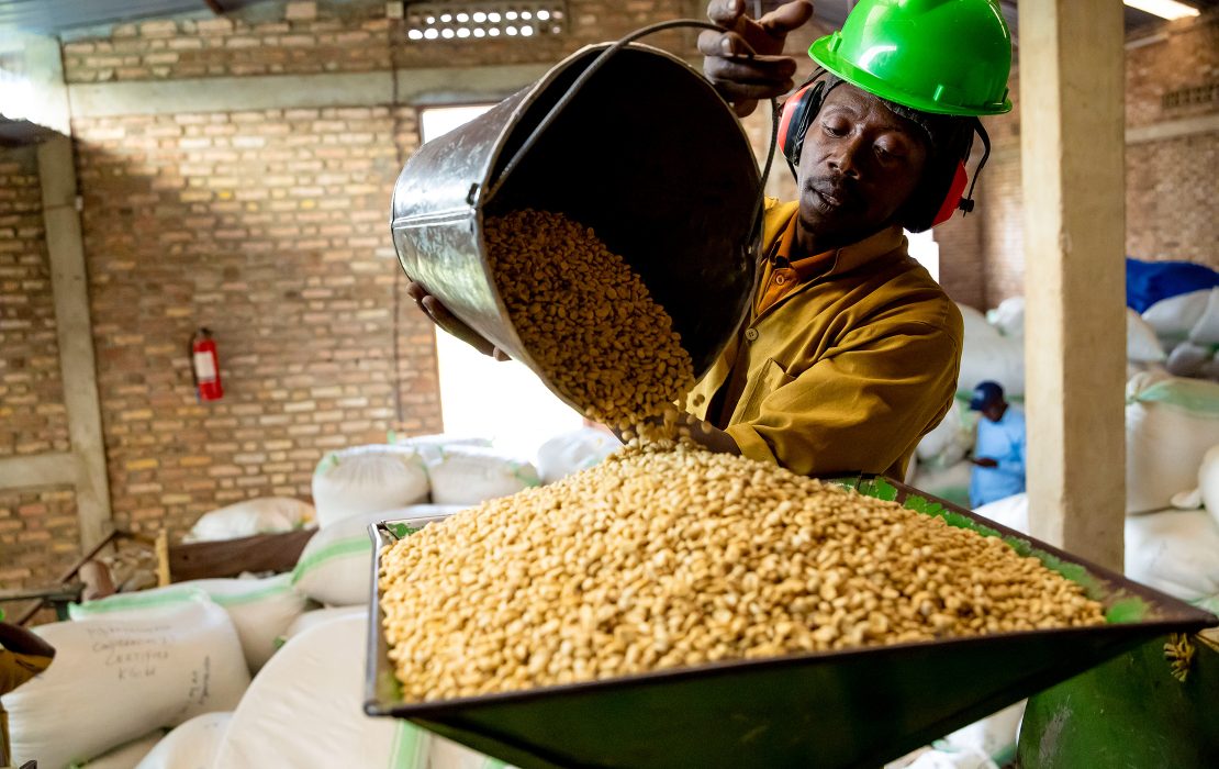 Worker wearing protective gear pours coffee beans into a processing machine inside a storage facility.