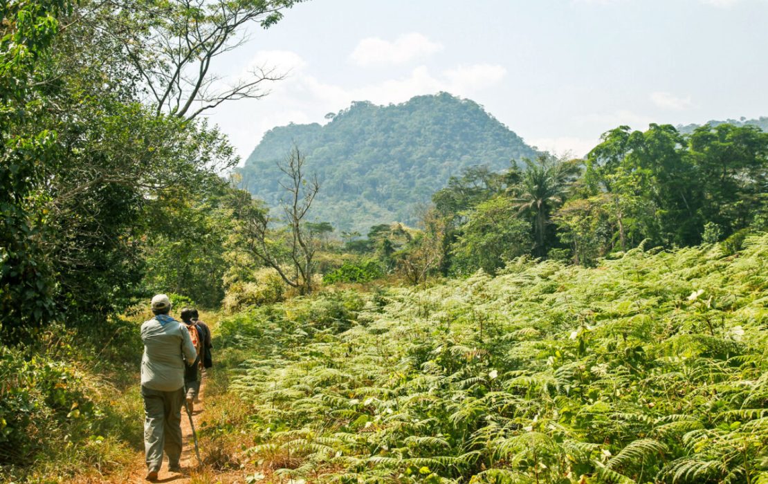 Forests in Liberia