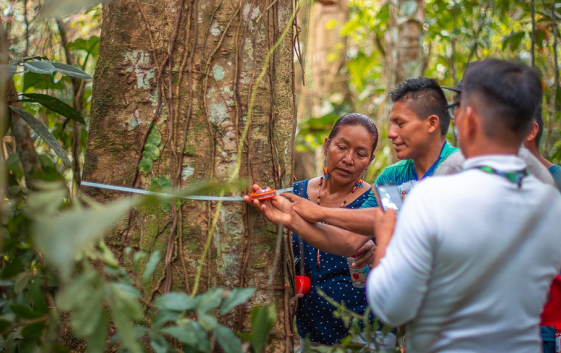 Amazon forest in Ecuador, forest monitoring