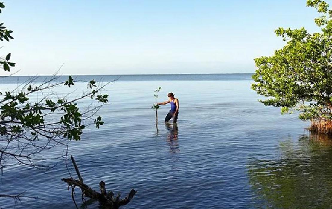 UNDP Cuba Mangrove Adaptation