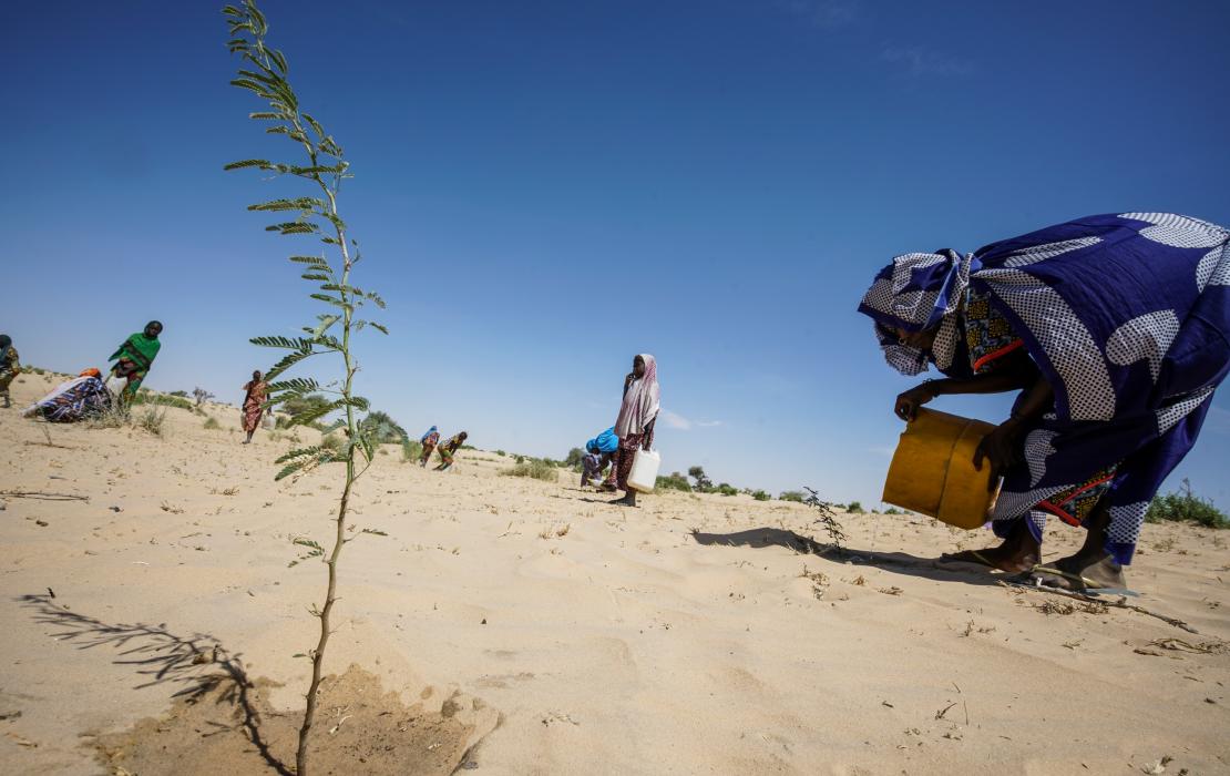 Des villageois arrosent des plantations dans une zone aride de la région du Lac Tchad