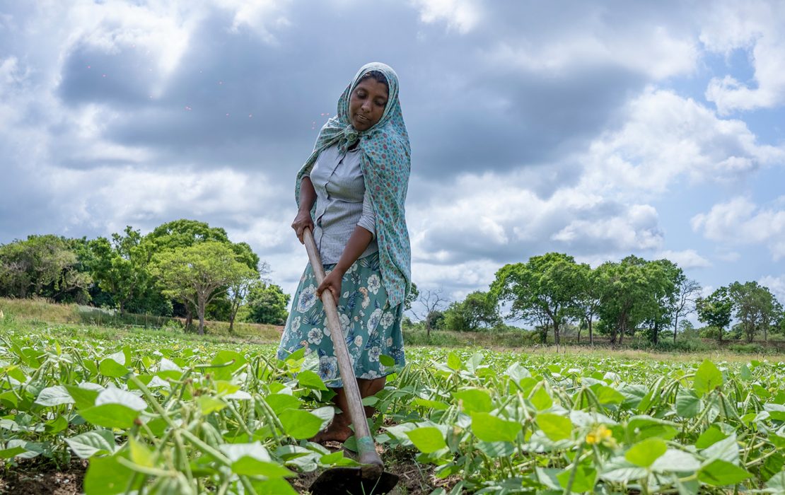  A Sri Lankan woman farmer works in her field of crops under a cloudy sky, illustrating the resilience of local agricultural communities adapting to climate challenges.