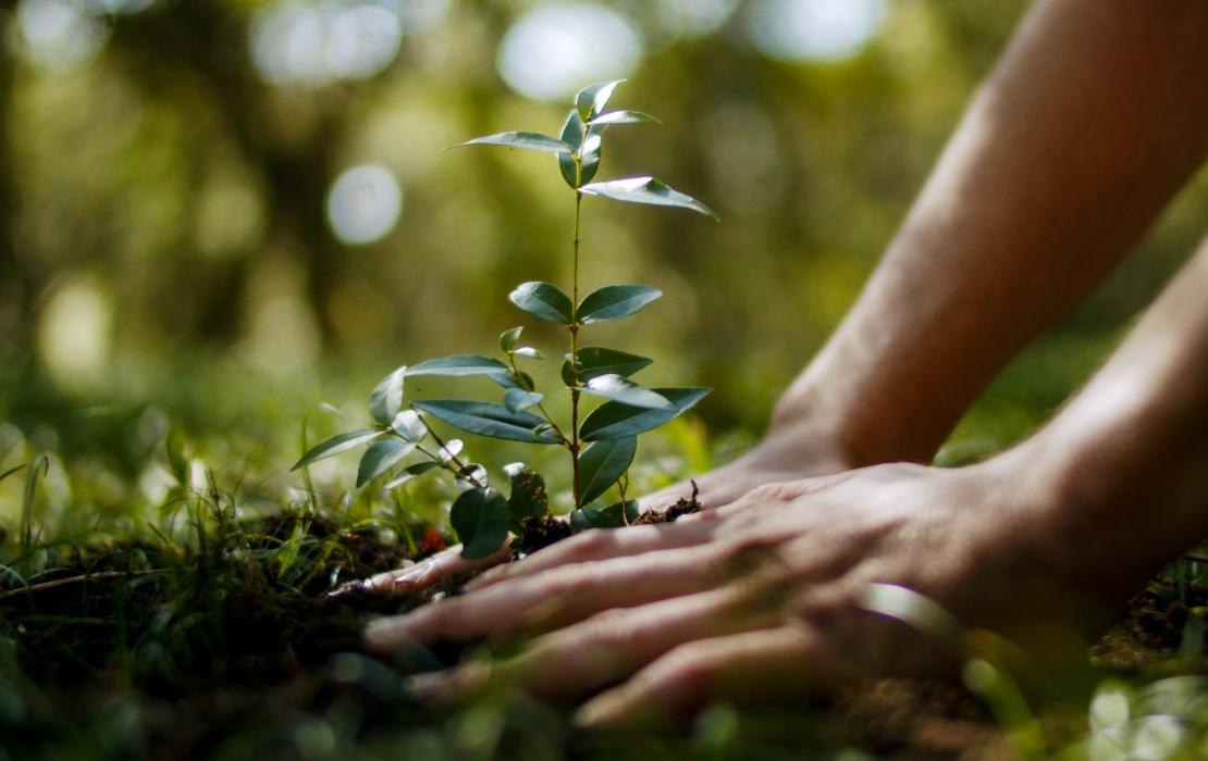 Planting tree in Uruguay