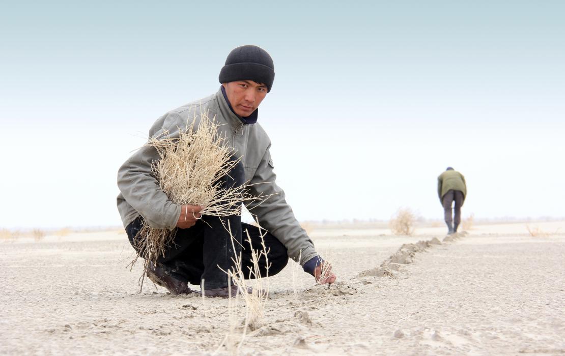 Man planting saxaul in the Aral Sea desert