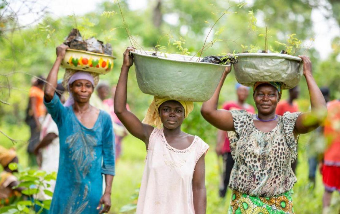 Mujeres transportan esquejes de árboles en Ghana