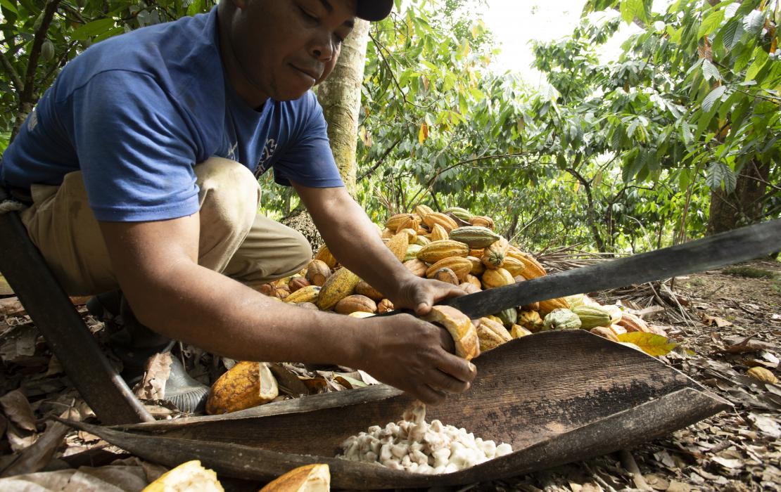 República Dominicana - cultivo de cacao