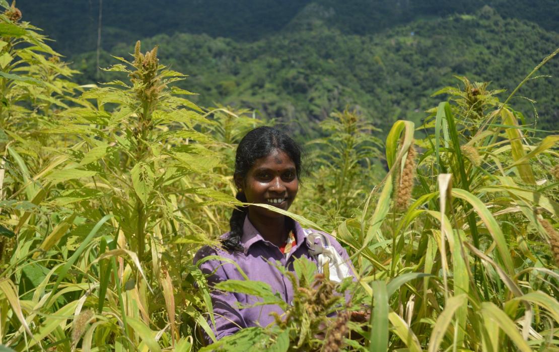 Une agricultrice travaille dans les champs d'Aadhimalai dans la réserve de biosphère de Niligri, dans le sud de l'Inde. Photo : Aadhimalai Pazhangudiyinar Producer Company Limited 