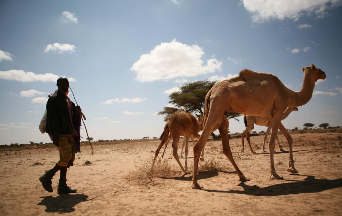 Man herds camels in Somalia