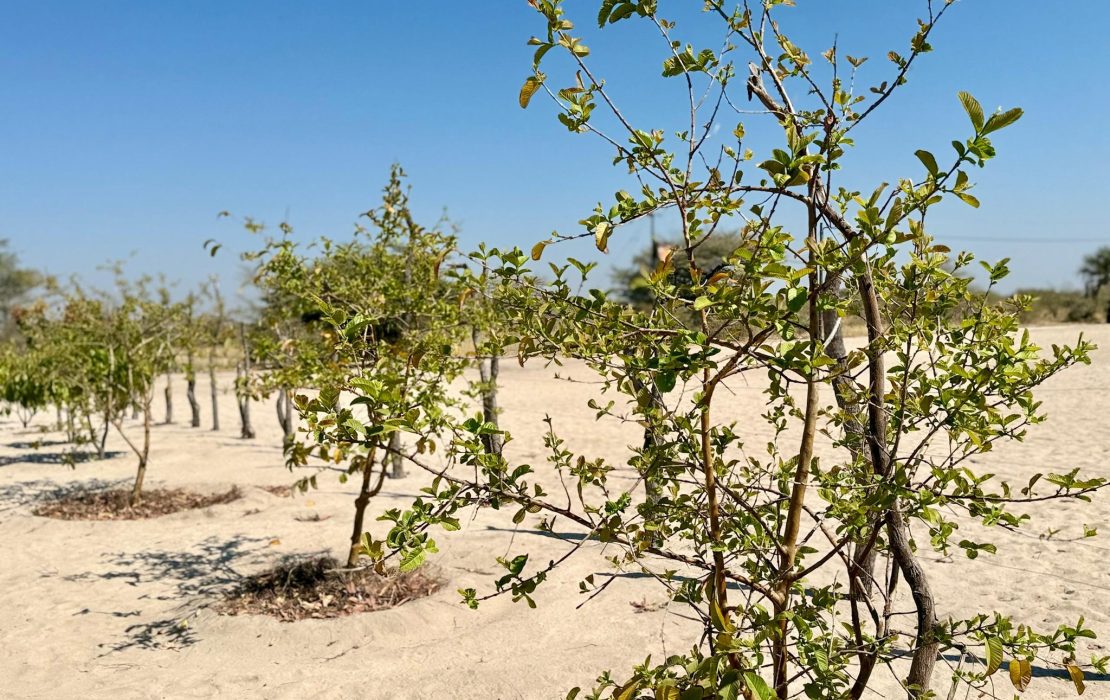 Plante du désert dans une zone sablonneuse en Namibie