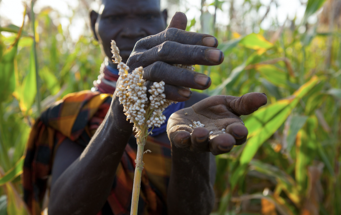 Photo: James Ochweri, UNDP Kenya A woman farmer inspects sorghum in Turkana county