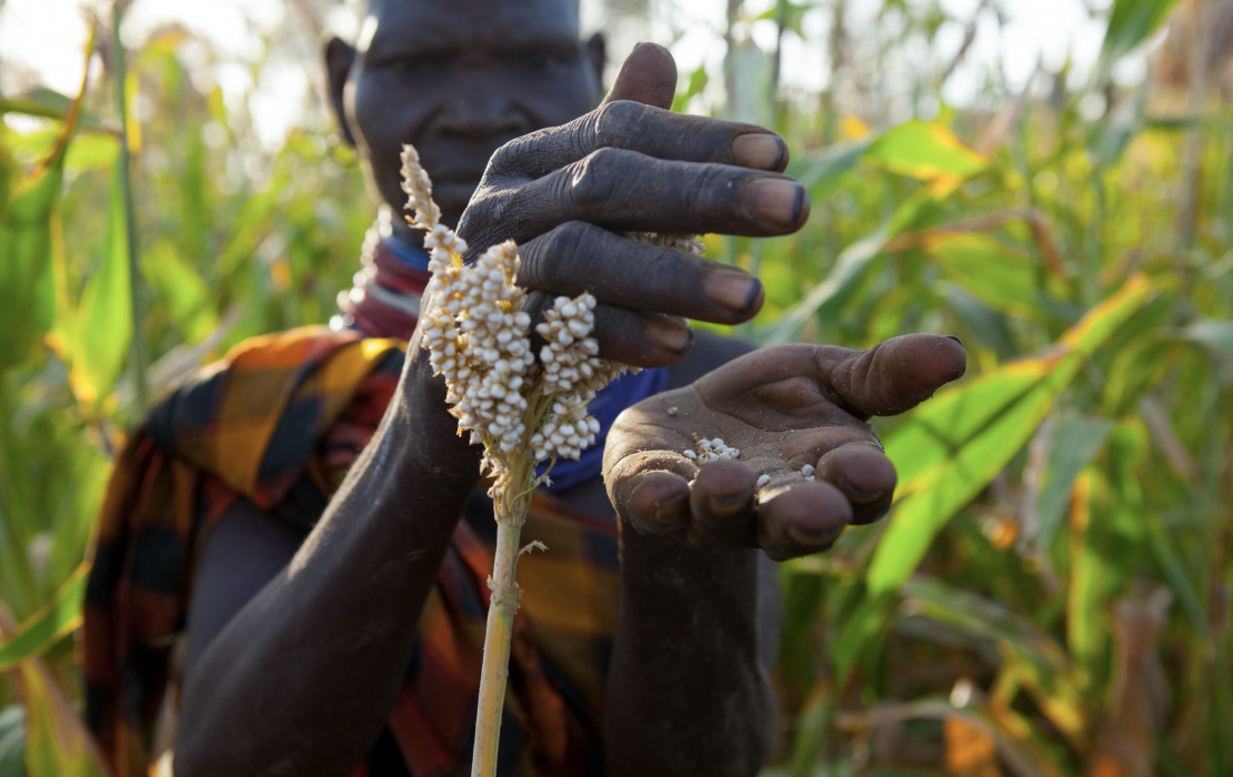 A woman farmer inspects sorghum in Turkana county