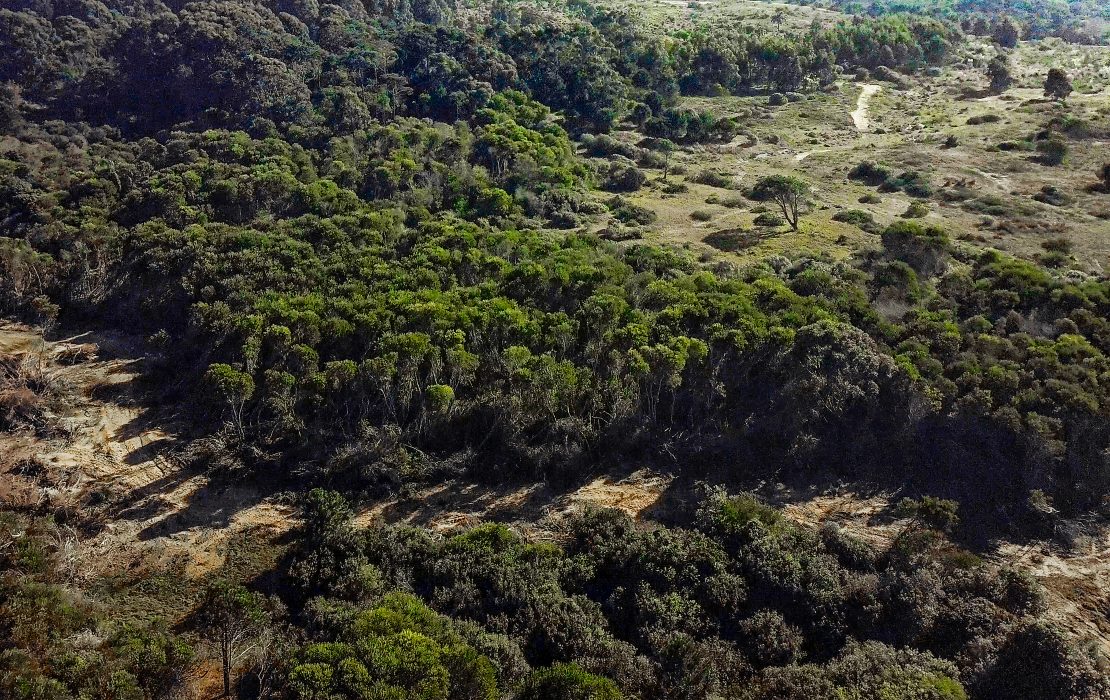 Aerial view of native forest and grassland in Uruguay, showing contrasting vegetation patterns across a rural landscape.