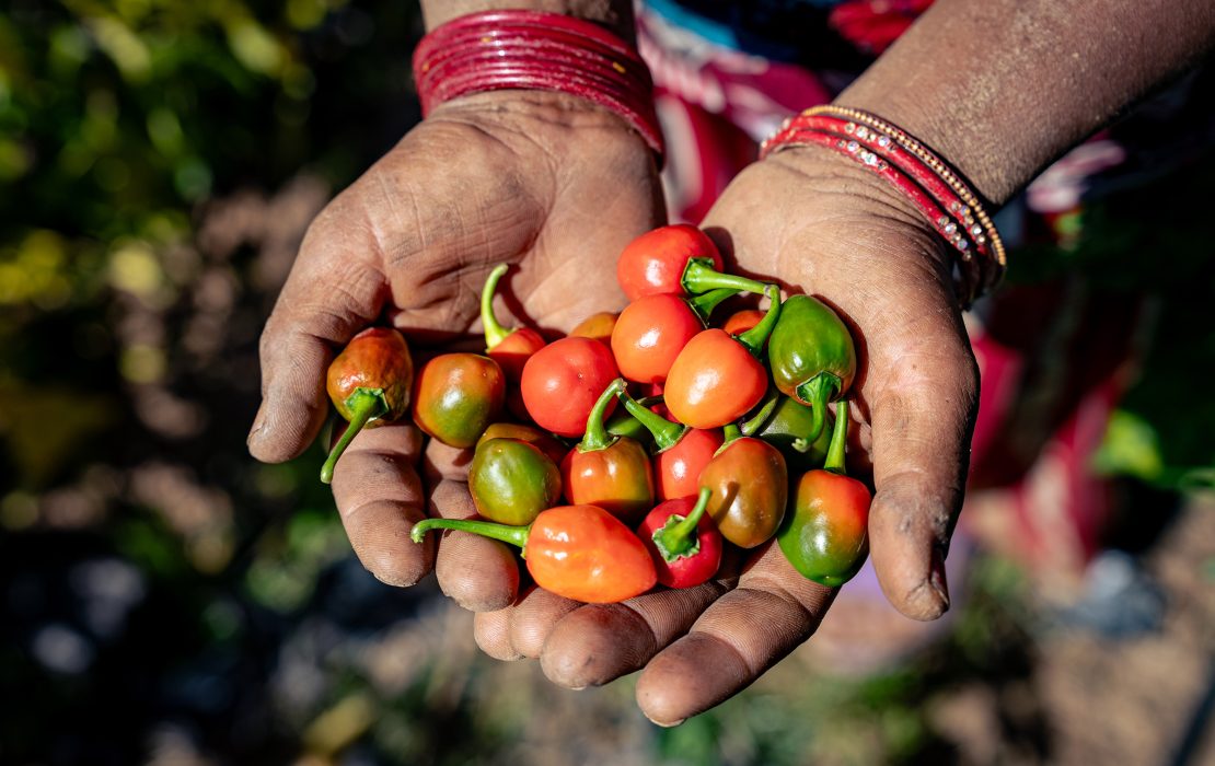 Chillies harvested in Balram Katuwal's Bhadaure’s tunnel farm. 