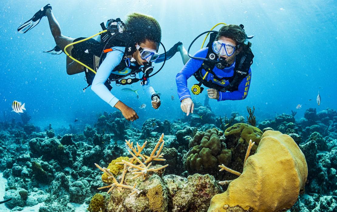 Buceadores en ecosistema de corales en Bahamas
