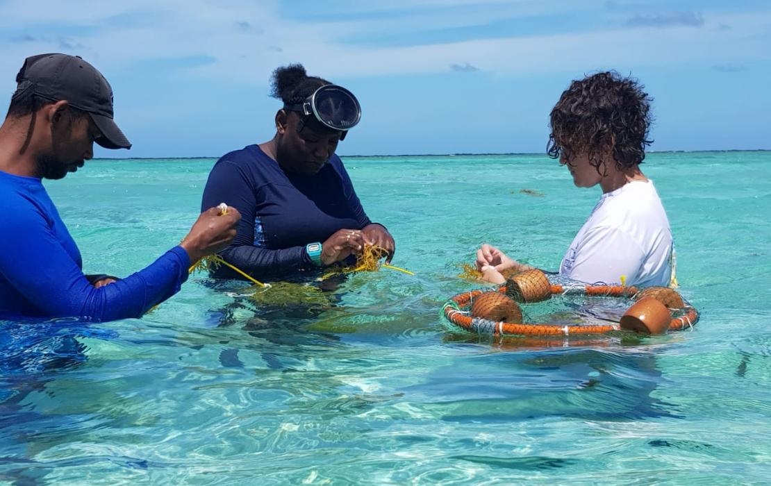 Photo credit: Turneffe Atoll Sustainability Association, Belize Coral restoration in Belize