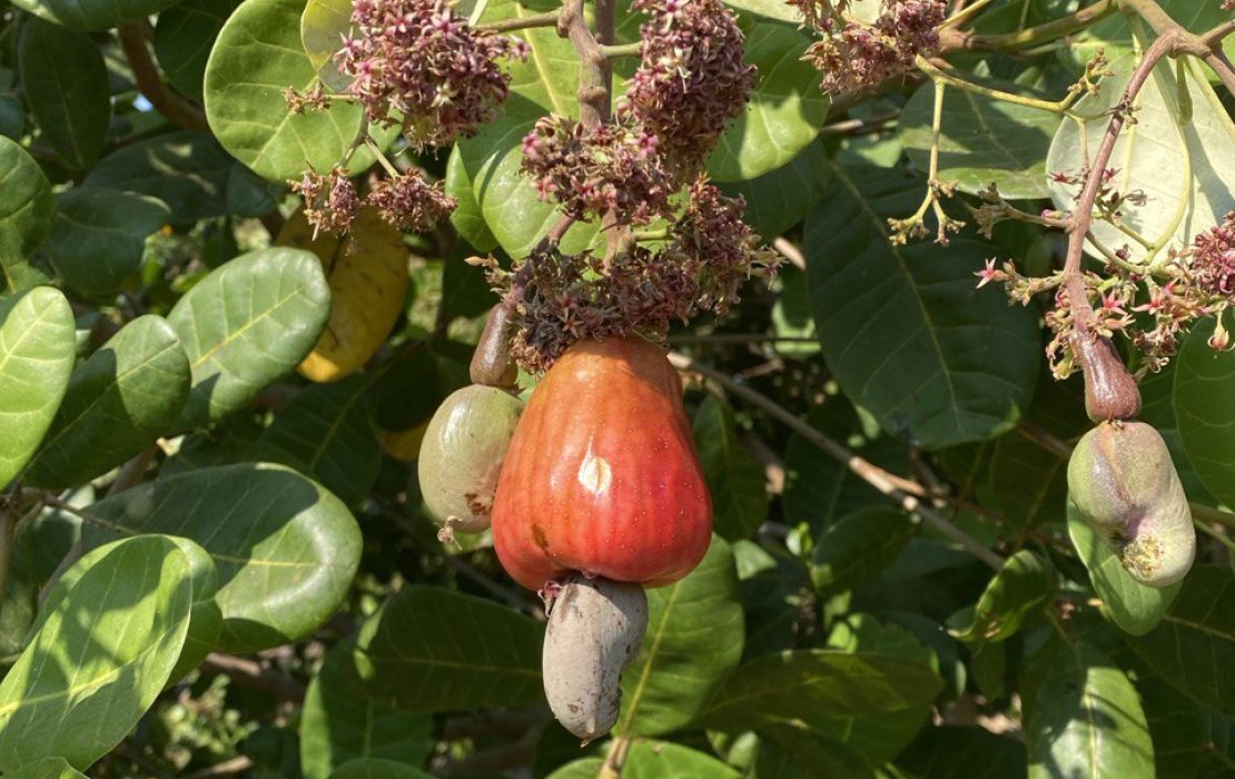 In Cambodia's Stung Treng Province, the cashew harvest typically begins in early March and continues through late May. Photo: Sreylen Hak / UNDP Cambodia A cashew nut ready for harvest