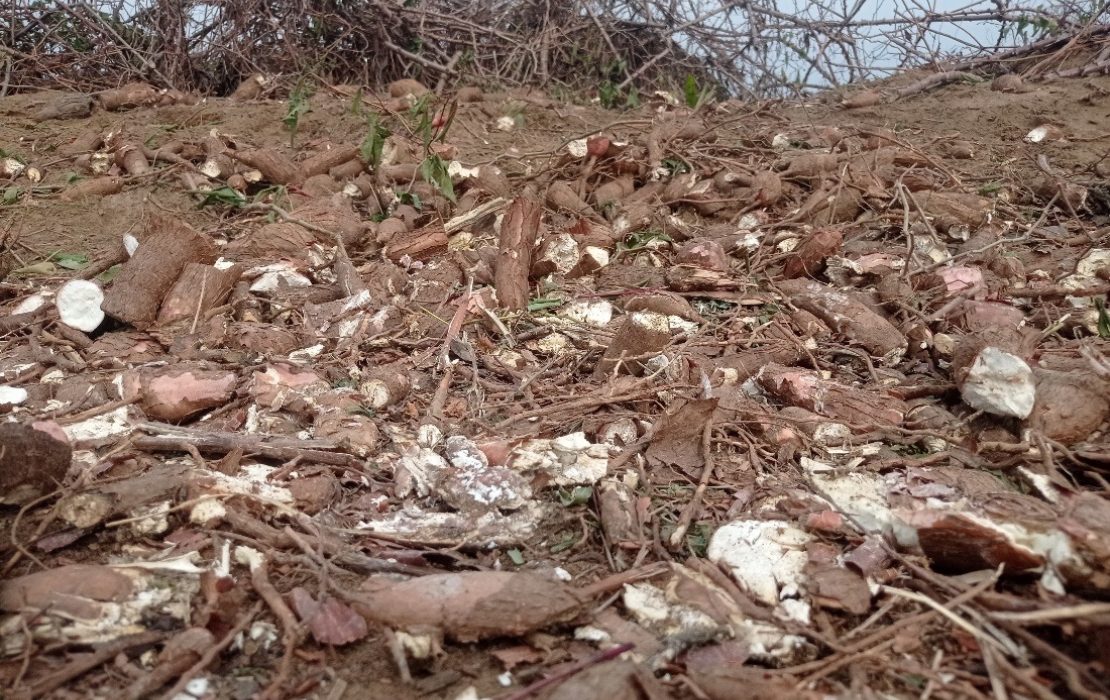 The SCALA programme is working to address post-harvest losses through improved cassava processing, storage and market access. Photo: UNDP Cote d’Ivoire significant cassava losses after harvest in Cote d'Ivoire