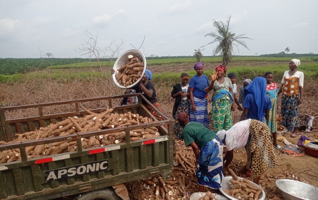 Women in Côte d’Ivoire play a central role in cassava and cashew processing and stand to gain significantly from improvements in processing efficiency. Photo: UNDP Cote d’Ivoire Women in Côte d’Ivoire loading cassava harvest into truck