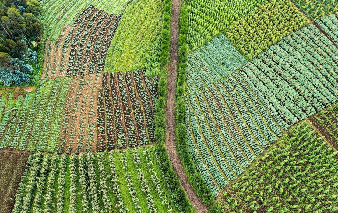 Agricultural practices that promote climate resilience can help prevent food loss and waste in Rwanda. Photo: Mucyo Serge / UNDP Rwanda Climate-resilient agricultural practices in Rwanda