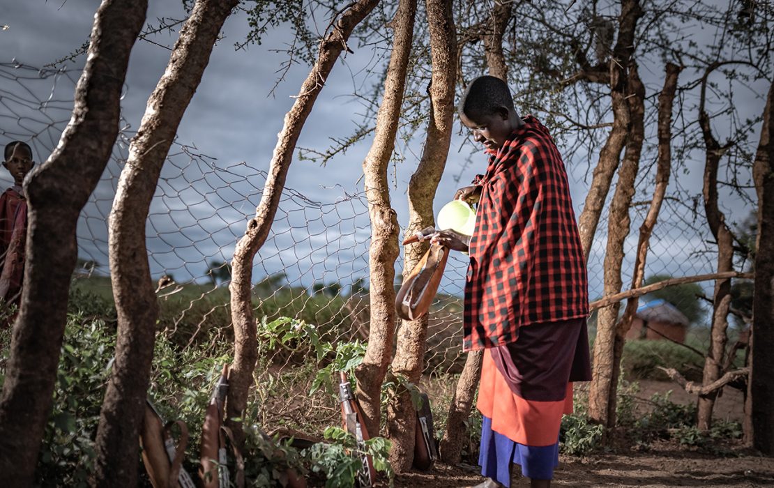 A community member in traditional clothing collects milk from livestock while standing by a handmade fence in a rural area of Tanzania.