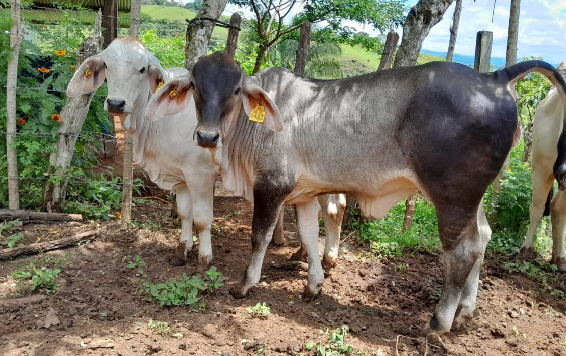 Under the certification scheme, farmers in Costa Rica are raising cattle according to deforestation-free production principles. Photo: FAO Costa Rica / Sarapiquí The deforestation-free beef certification scheme promoted gender-inclusive approaches to ensure that both women and men farmers had equal opportunities to participate in and benefit from sustainable beef value chains.