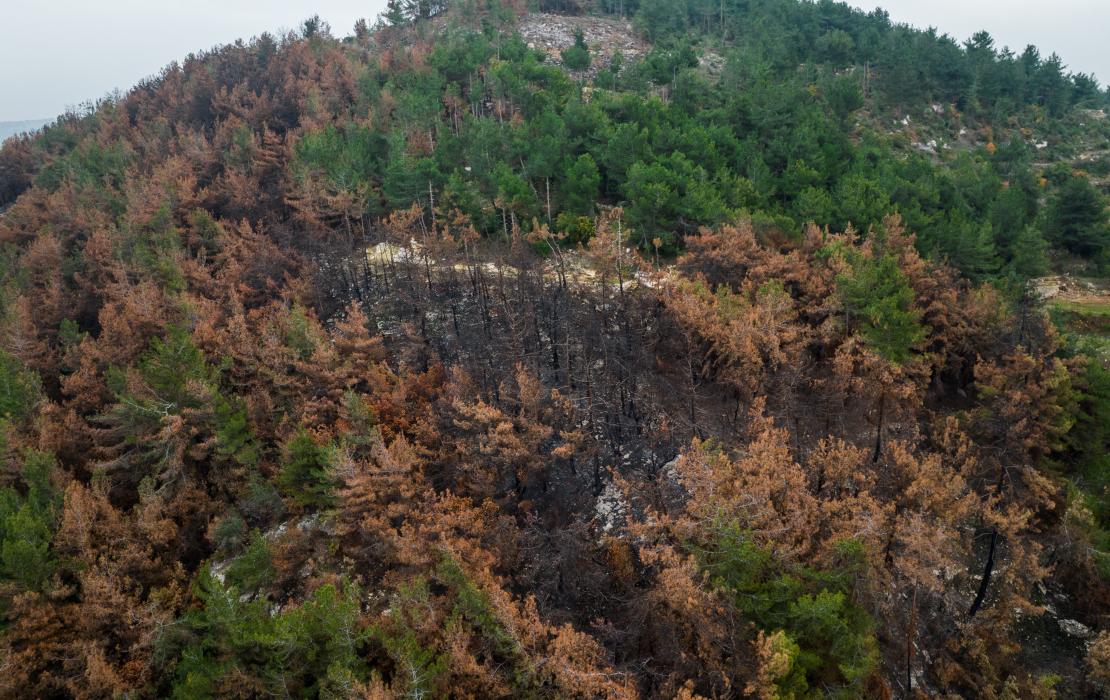 Forest fire in Lebanon