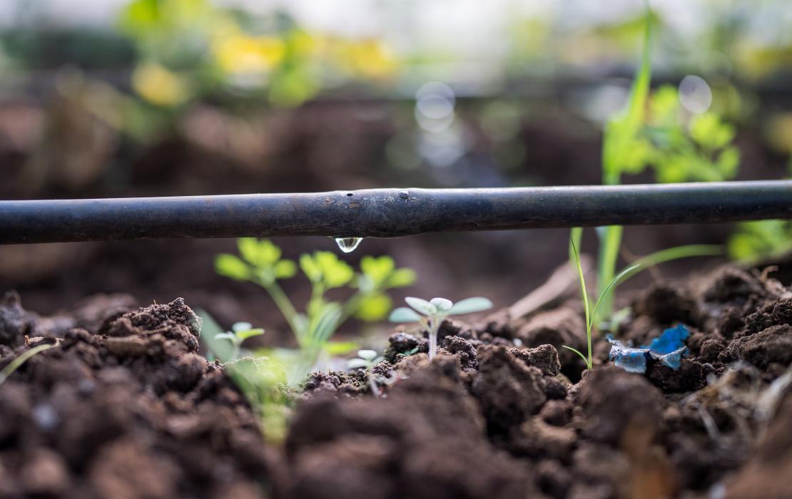 Drip irrigation in Lebanon
