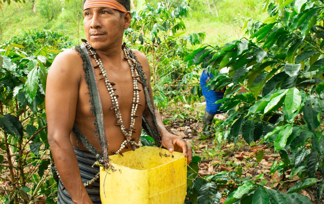 José Rivera, membre de la communauté autochtone shuar en Amazonie équatoriale, travaille dans une ferme de café biologique. Photo : PNUD Équateur/PRO Amazonía