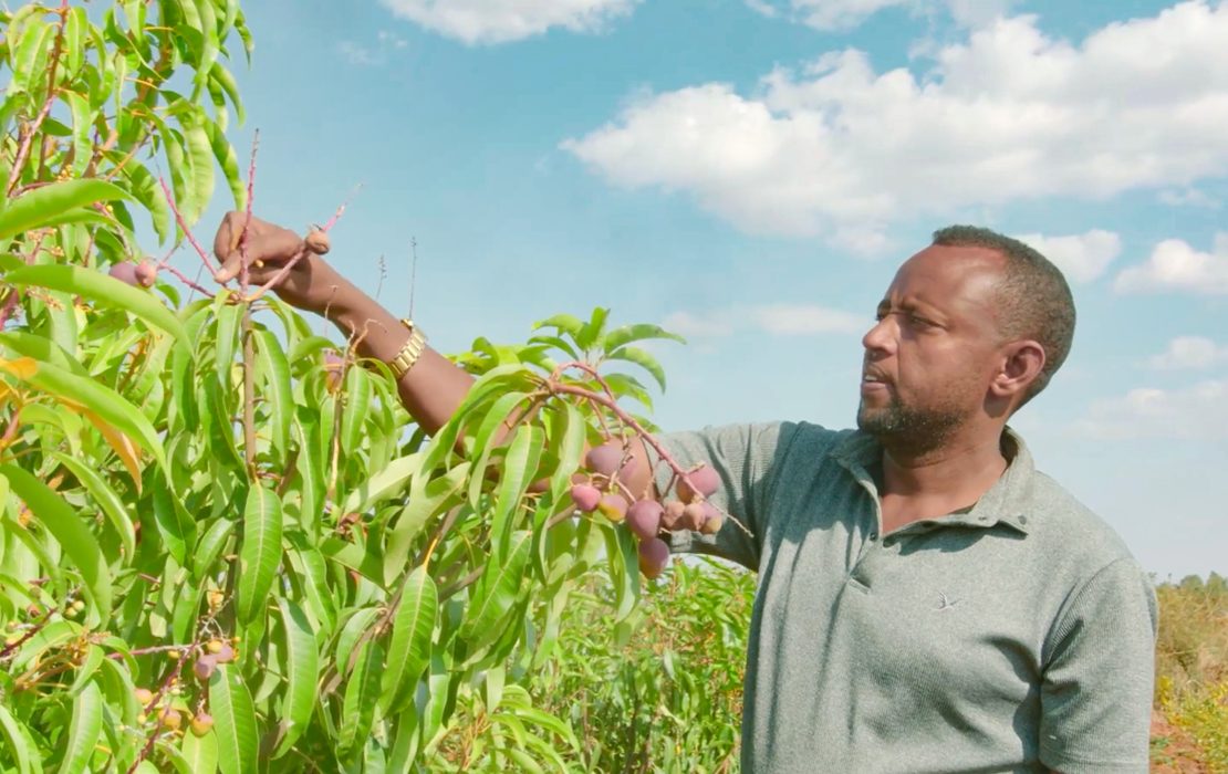 Zubair Ame, a farmer in the Bishan Babile district, has diversified his production to bananas, papayas, apples, mangoes, lemons and coffee. Photo: UNDP Ethiopia / Ethiopian Environmental Protection Authority Farmer in Ethiopia inspects fruit trees on restored land, part of climate change adaptation efforts to boost agriculture and resilience.
