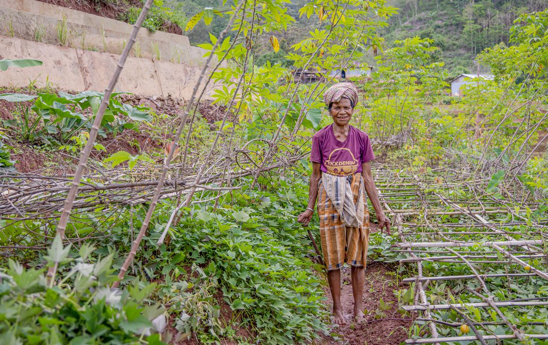An elderly woman farmer stands in a vegetable garden supported by irrigation in rural Timor-Leste.