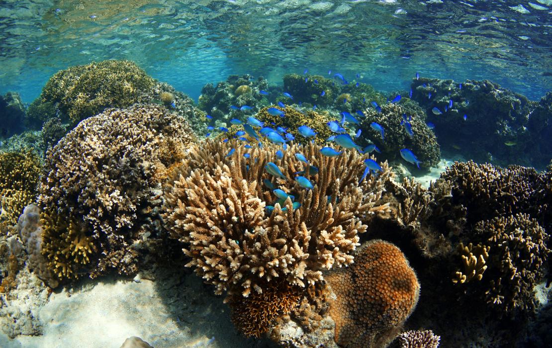 Photo : Reef Explorer Fiji